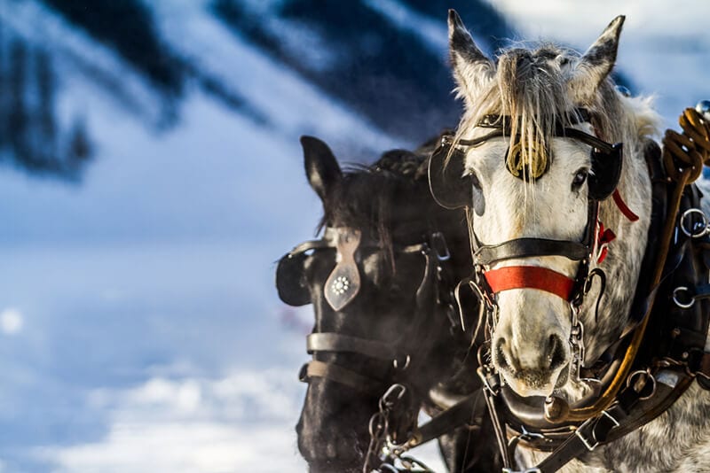 shutterstock_556433113 Horses pulling a sleight