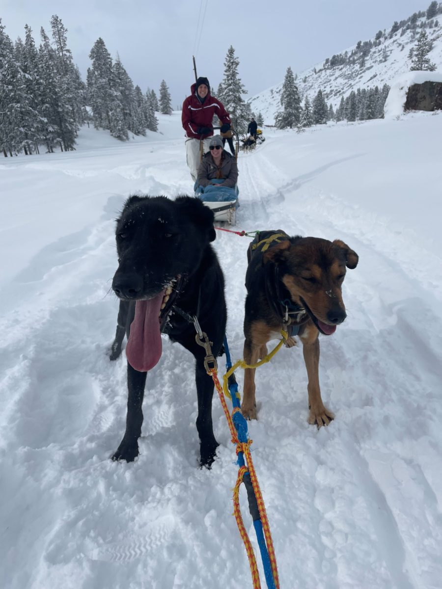 Dog sledding in the Gallatin Canyon at Yellowstone Dog Sled Adventures