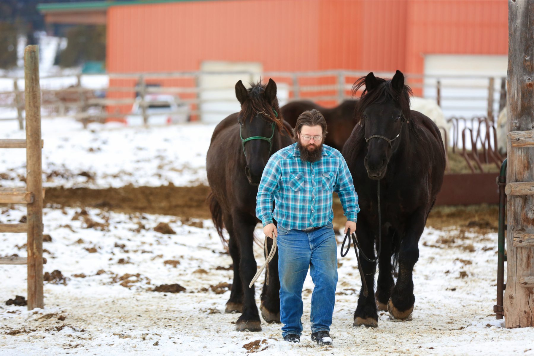 41 sleigh ride bringing horses in.Bree Hokana Photography Expert wranglers preparing horses with care for a magical winter sleigh ride