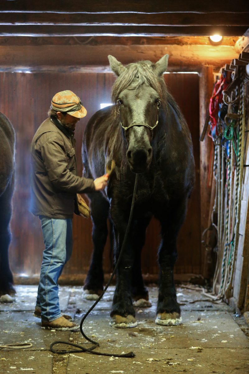 42 sleigh ride groom horses.Bree Hokana Photography The dedicated team of wranglers gearing up horses for a chilly Montana sleigh ride