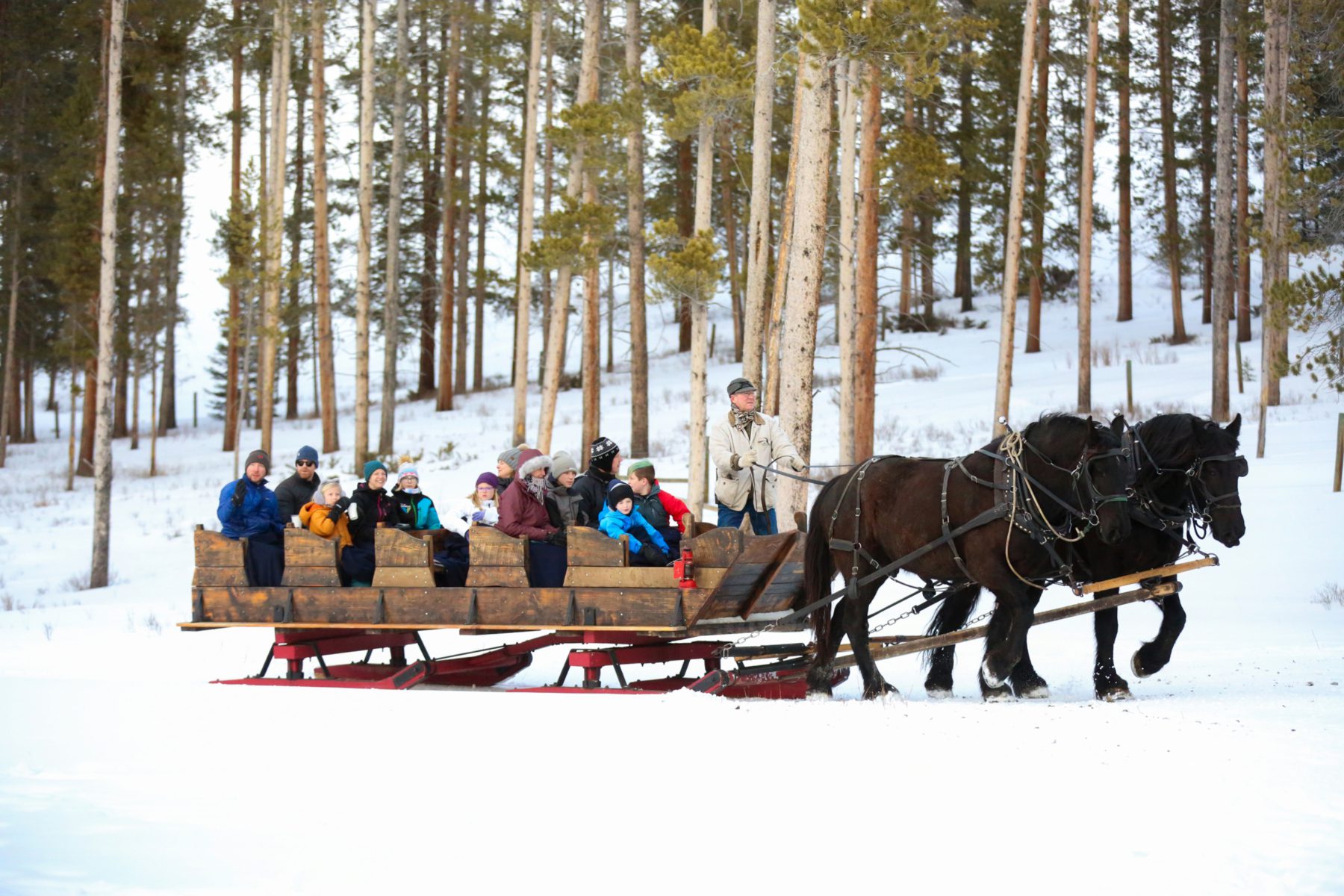 Cozy up for a magical sleigh ride through snowy Montana landscapes