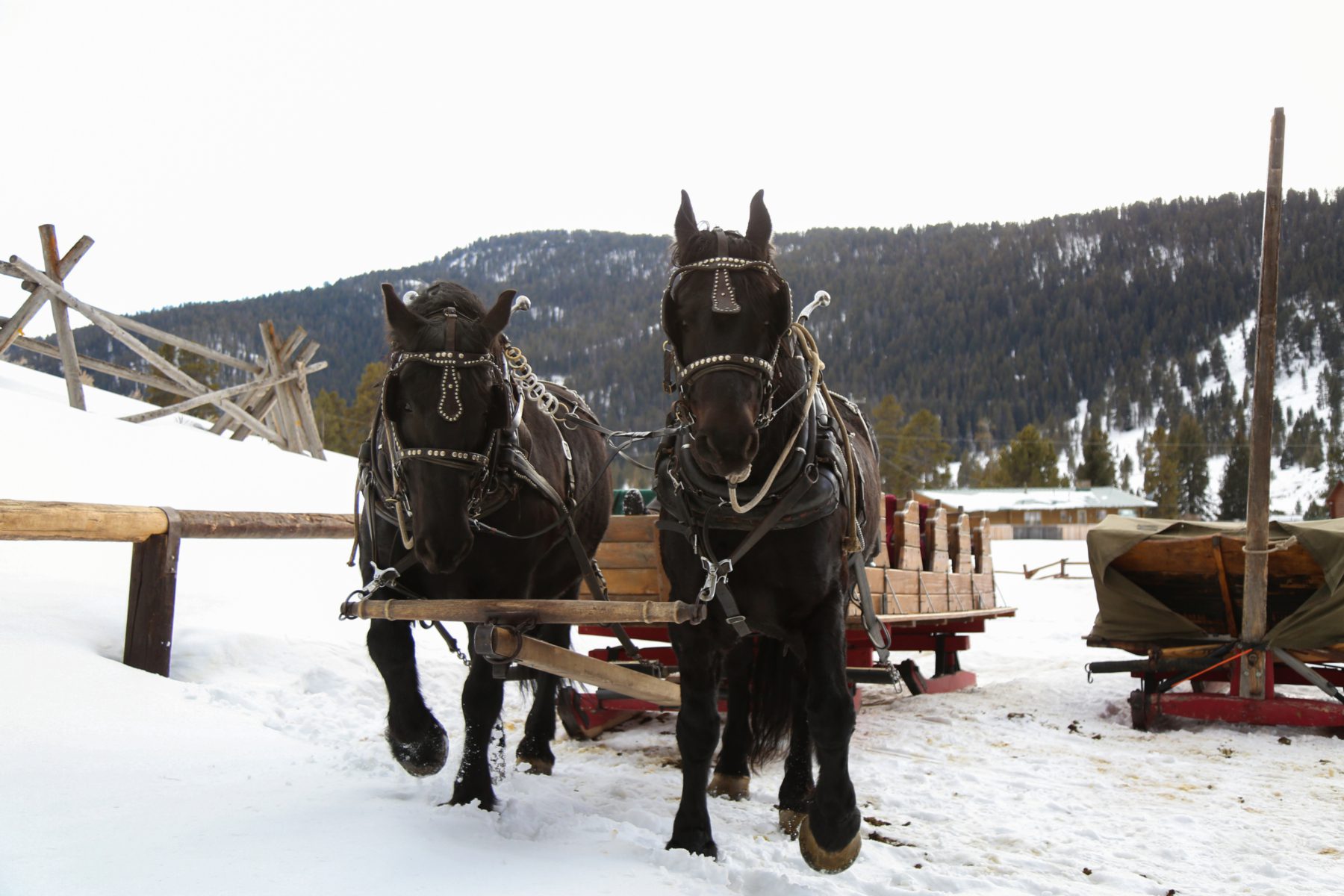 Dedicated wranglers ensuring horses are ready for a snowy sleigh ride adventure