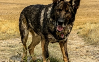 Dog enjoying Friendly Activities In Montana​