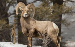 A goat at Gallatin National Forest.