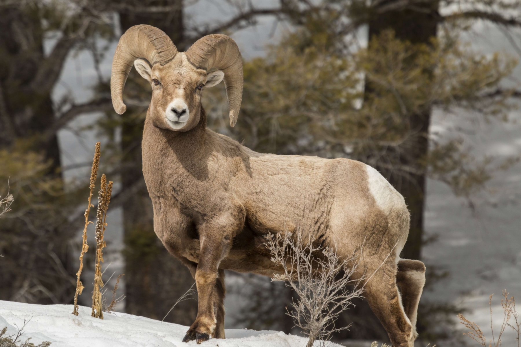 A goat at Gallatin National Forest.